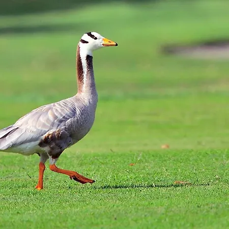 Pensionat Golf Club Padova - Relais Graya Galzignano Terme